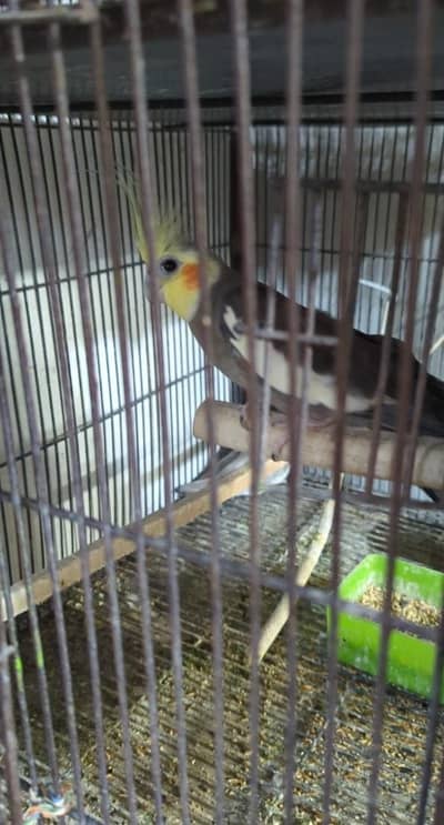 breader male