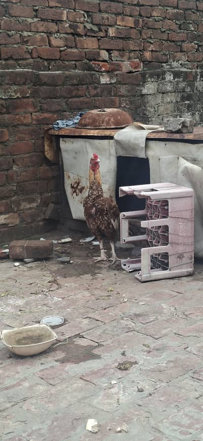 High Quality murga  For sale