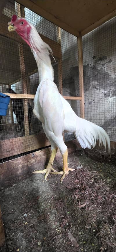 White Shamoo [Long height]