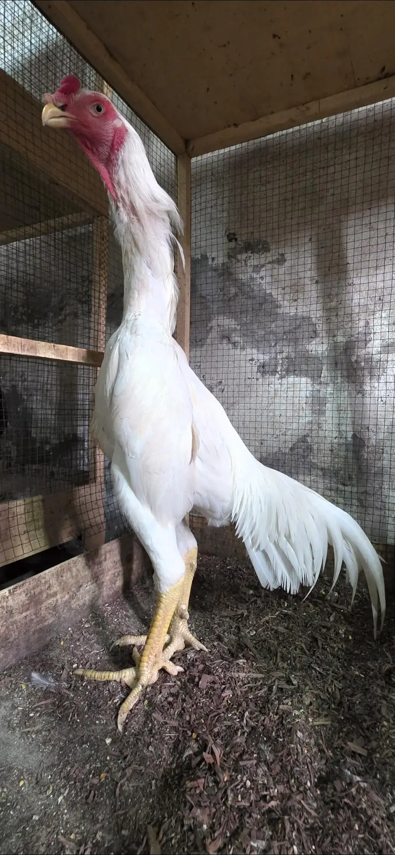 White Shamoo [Long height] — photo 3