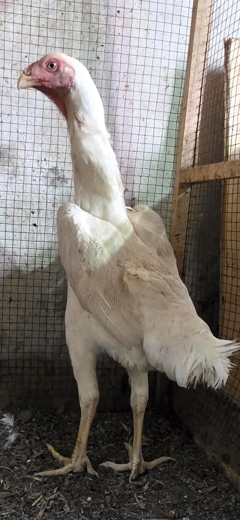 White Shamoo [Long height] — photo 4