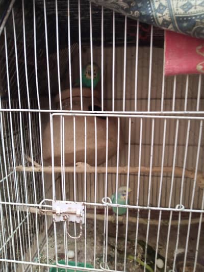 Breader pair with cage