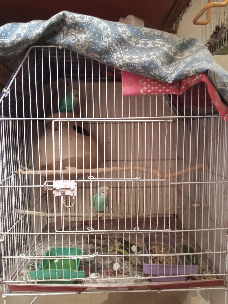 Breader pair with cage — photo 2