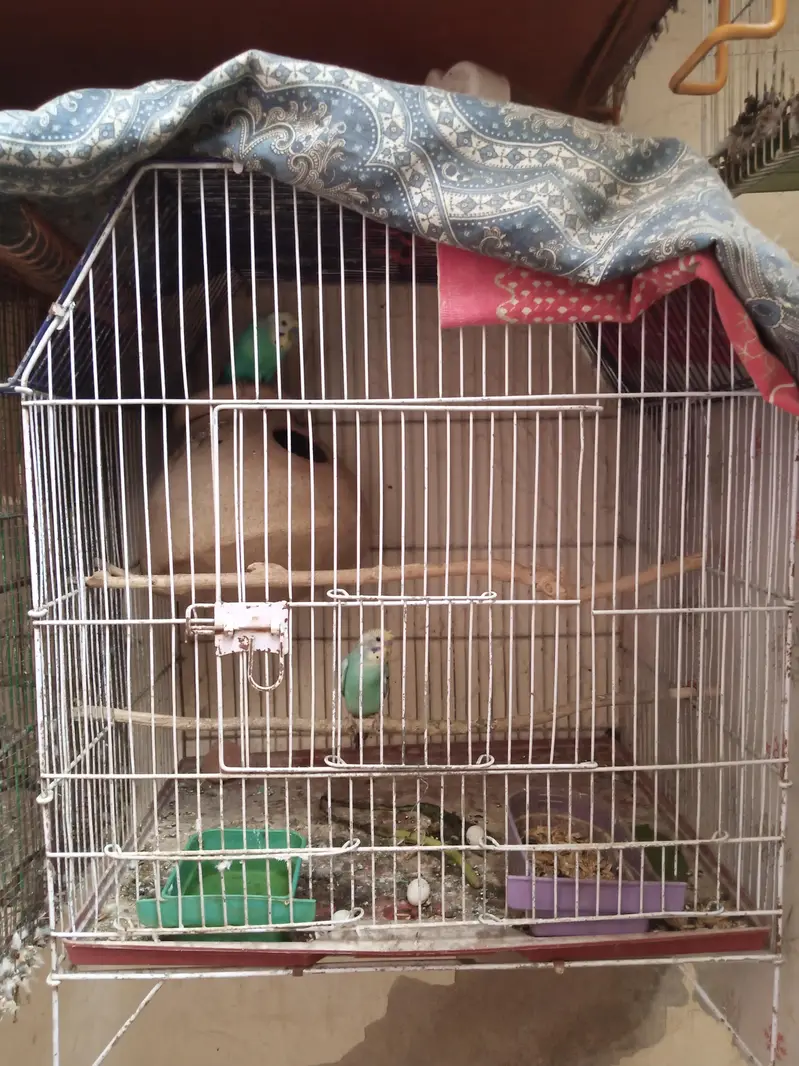 Breader pair with cage — photo 3