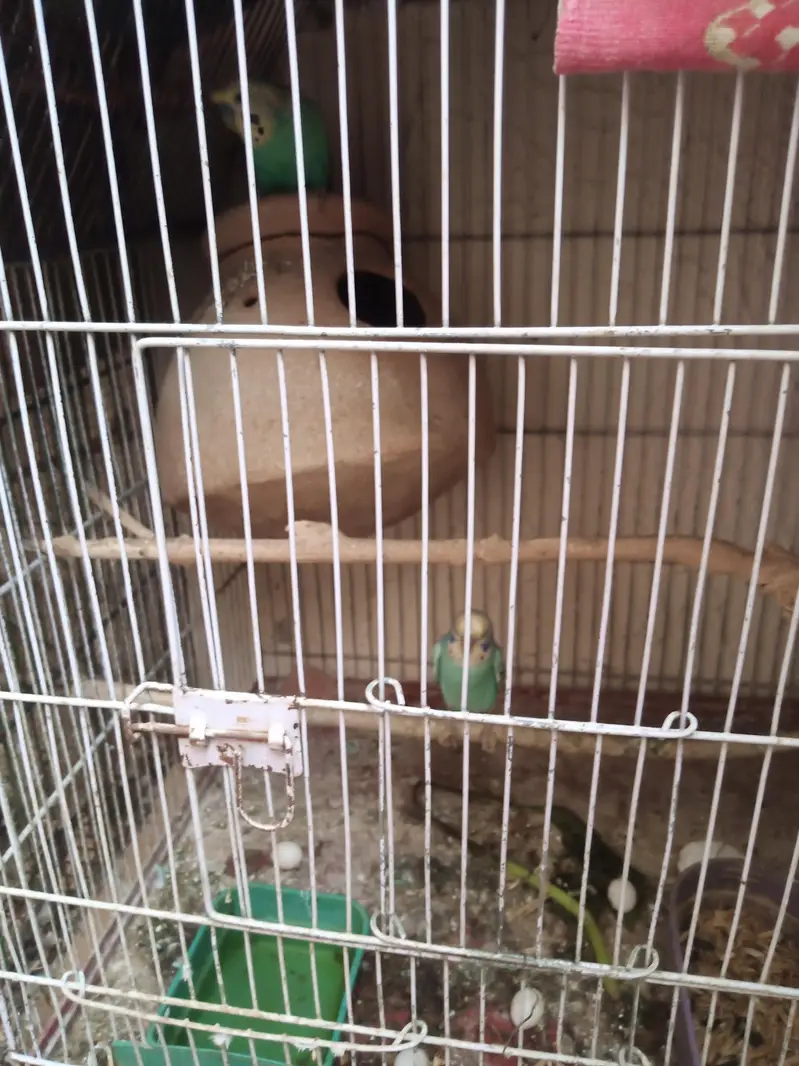 Breader pair with cage — photo 4
