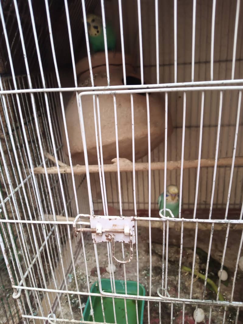 Breader pair with cage 4