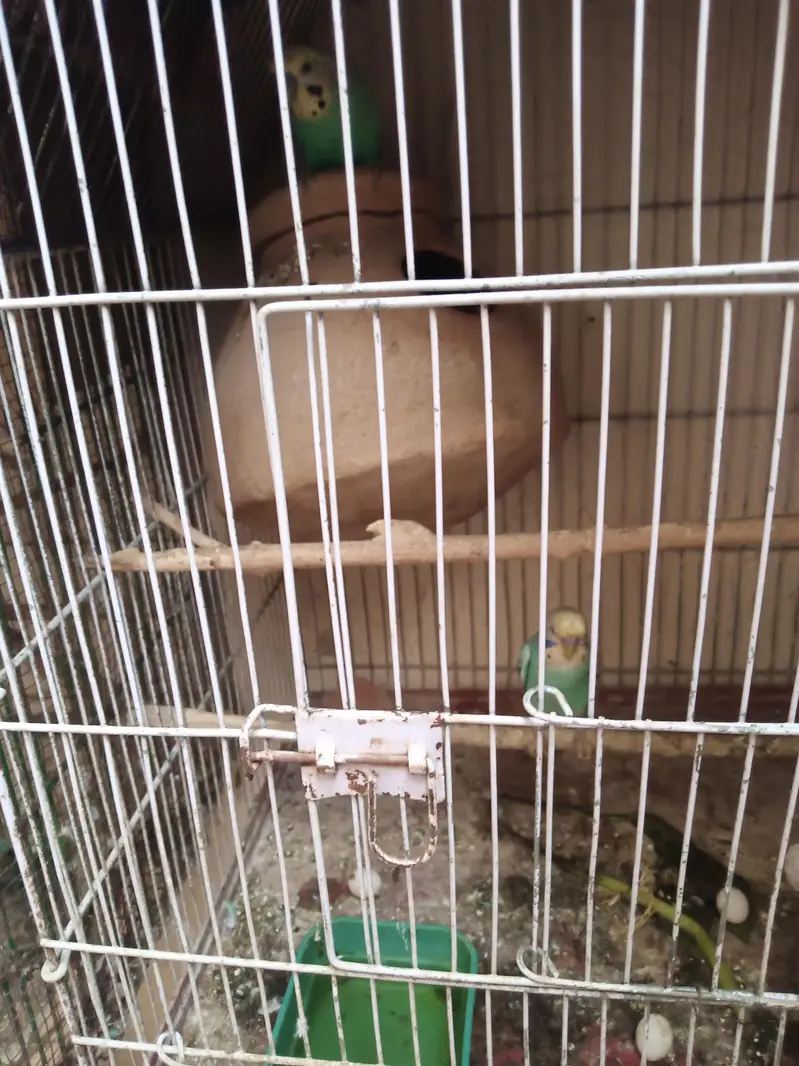 Breader pair with cage — photo 5