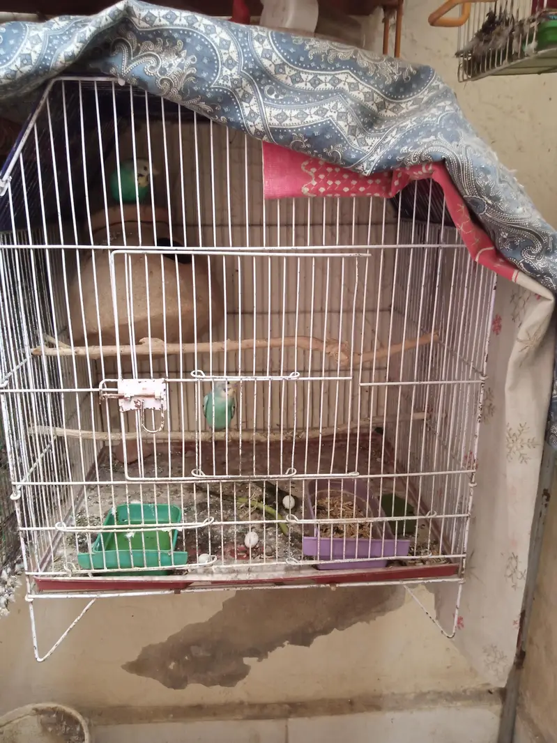 Breader pair with cage — photo 6
