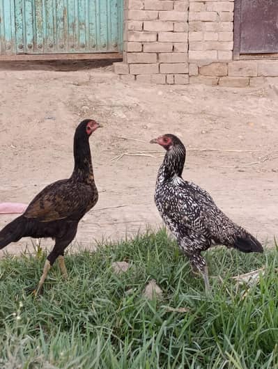 Aseel Female Hen 8 Months Old