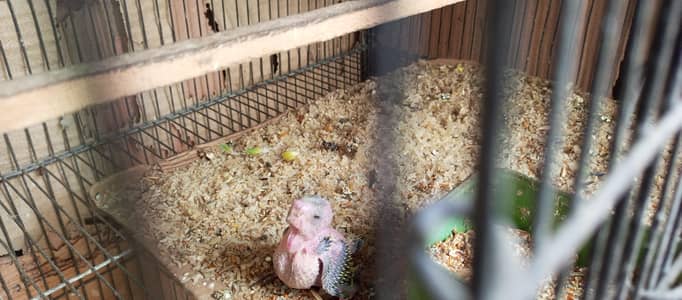 Australian birds and finches full setup sell