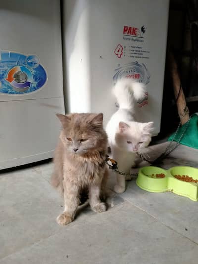 Two Persian cats for sale 1 Male and 1 Female