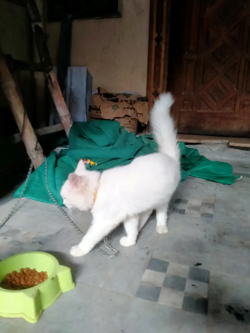 Two Persian cats for sale 1 Male and 1 Female — photo 2