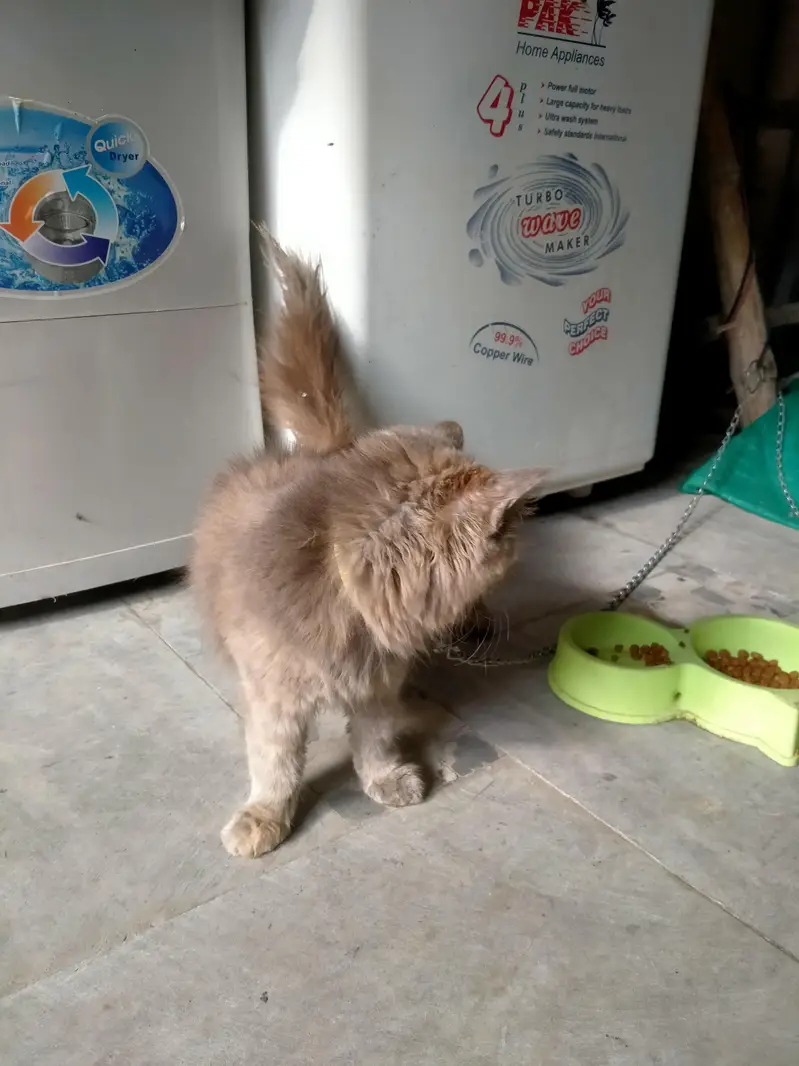 Two Persian cats for sale 1 Male and 1 Female — photo 3