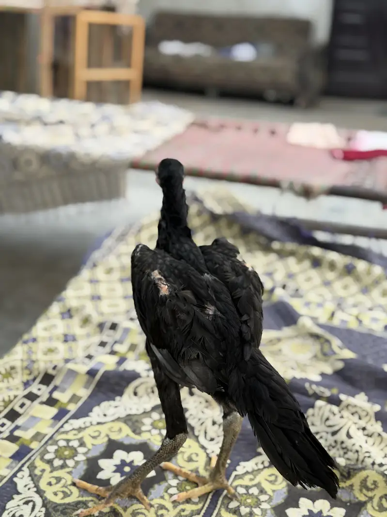 Aseel shamo — photo 4