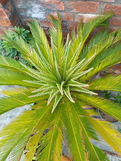 kangi palm