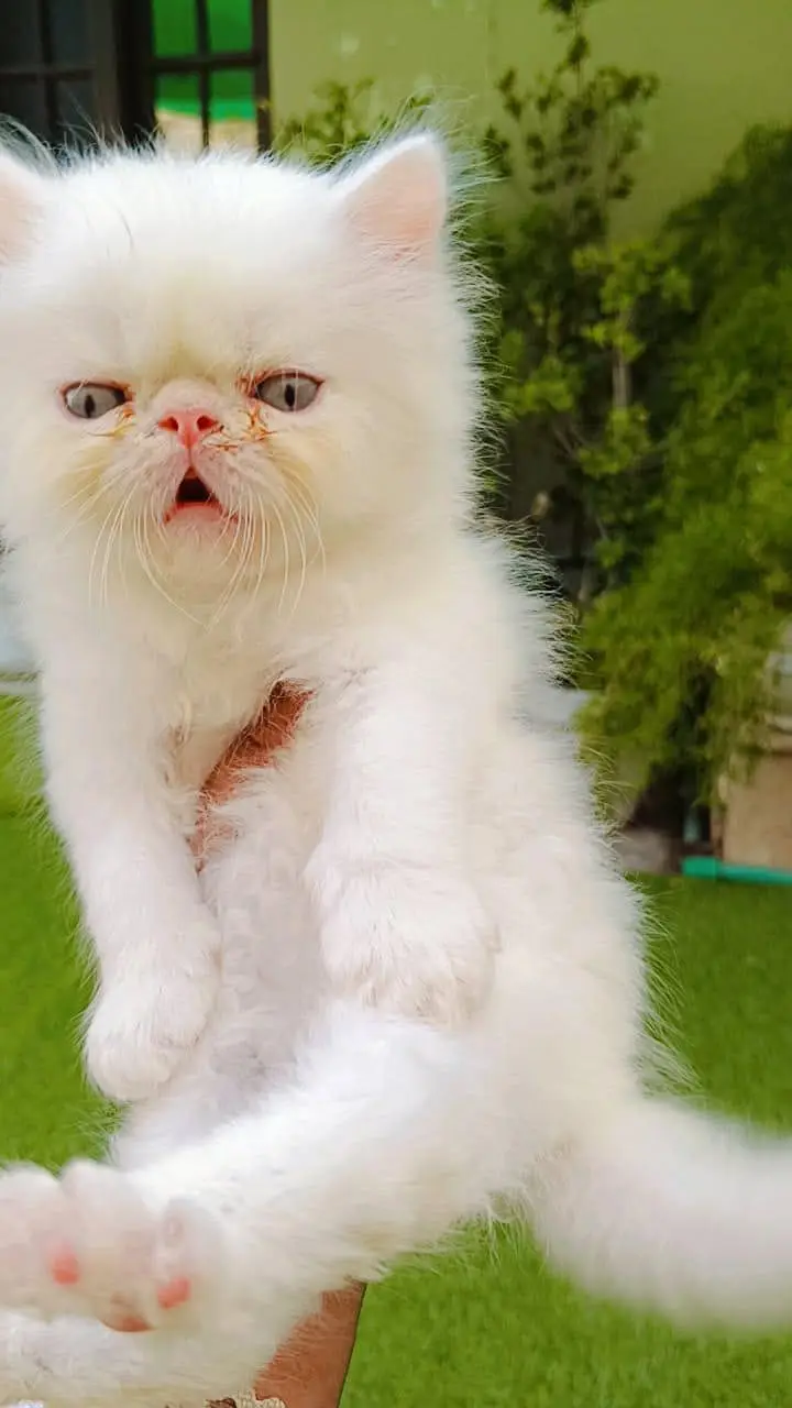 peki/peki/peke male female persian kittens — photo 2