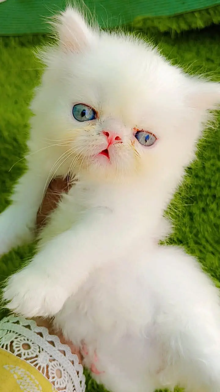 peki/peki/peke male female persian kittens — photo 3