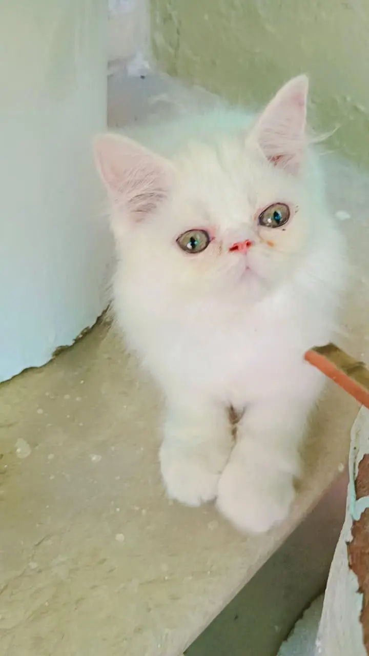 peki/peki/peke male female persian kittens — photo 4