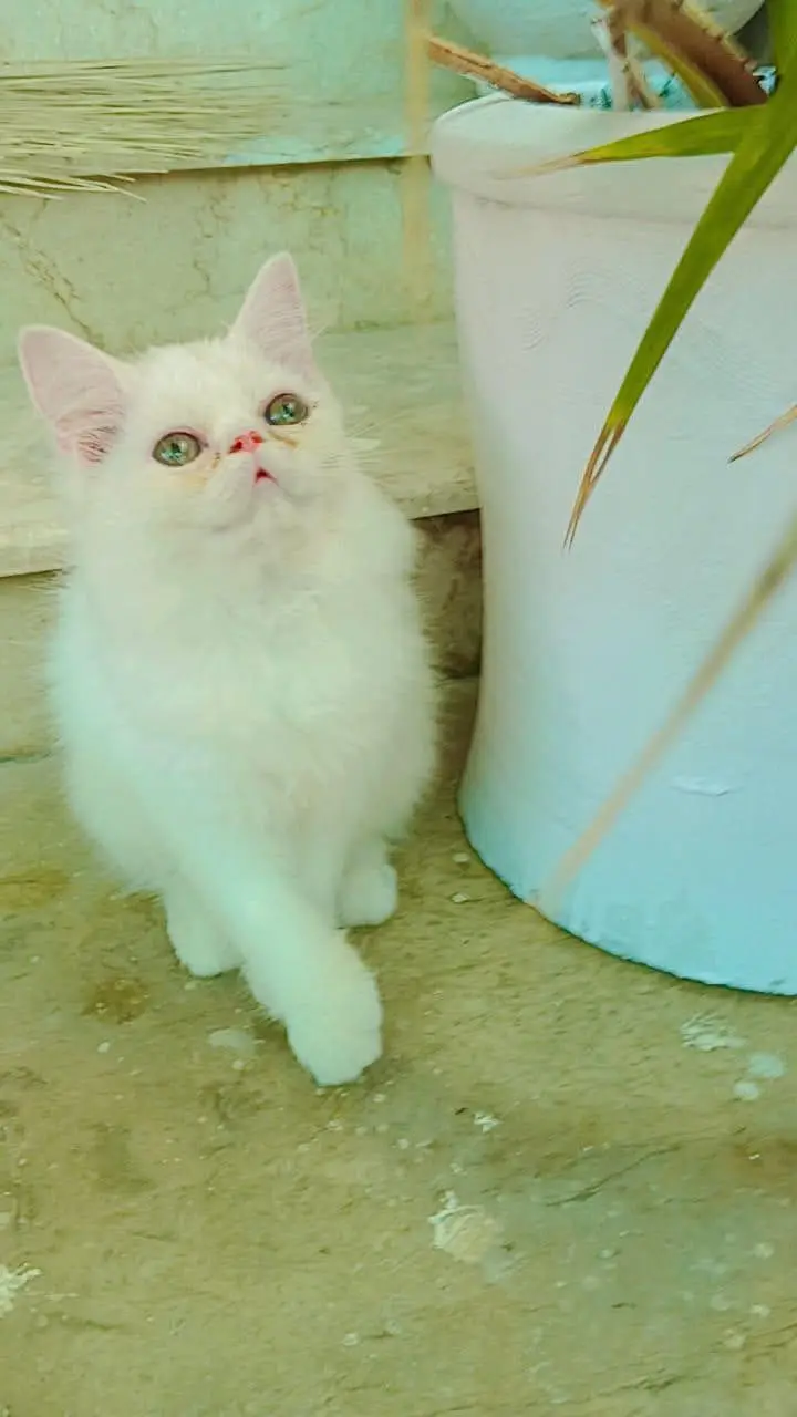 peki/peki/peke male female persian kittens — photo 5