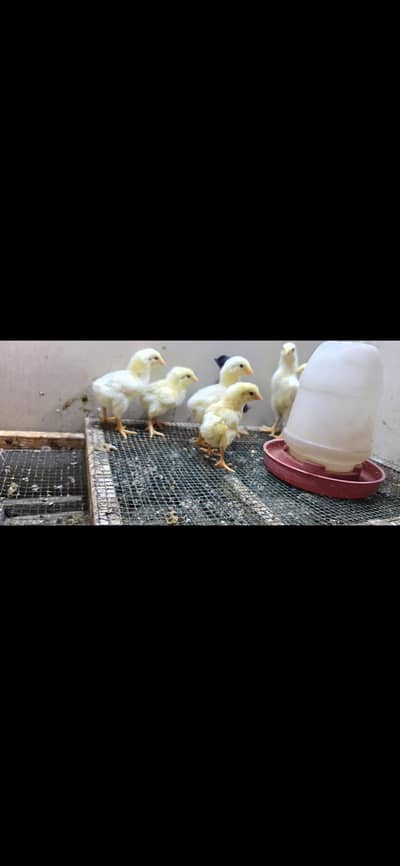 White shamoo chicks