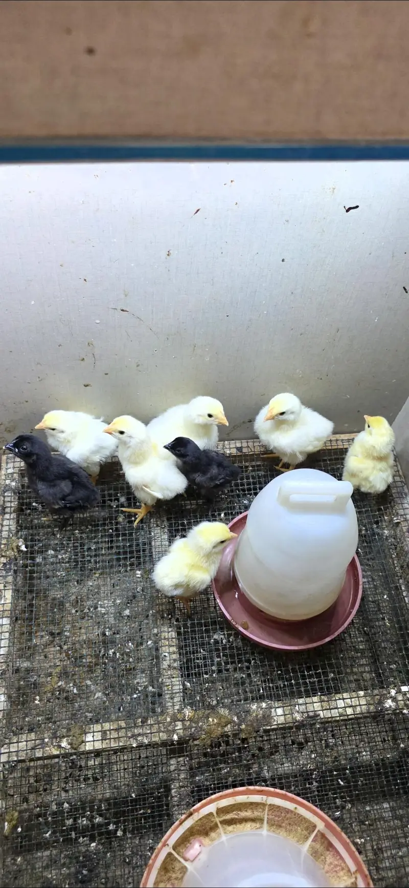 White shamoo chicks — photo 2