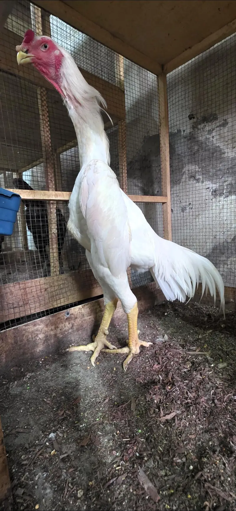 White shamoo chicks — photo 3
