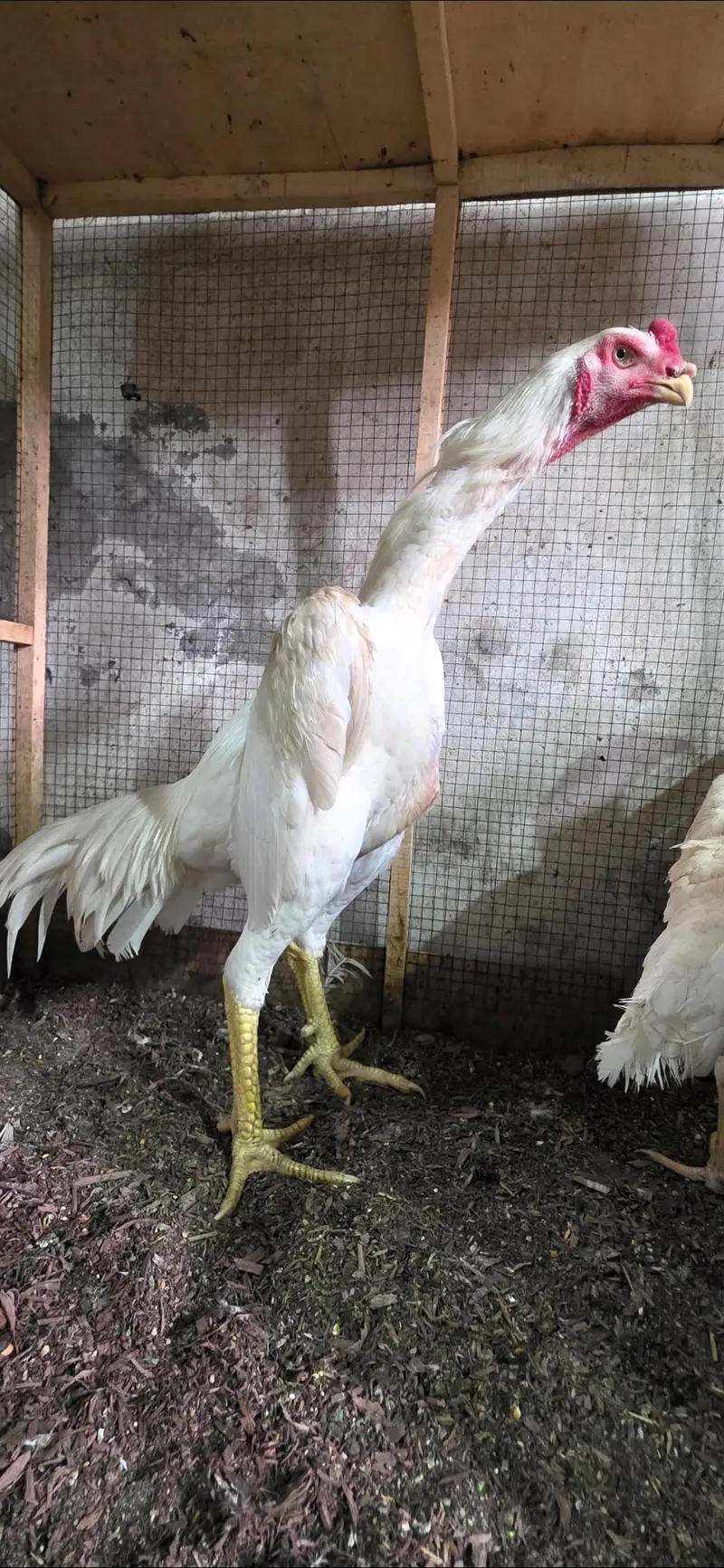 White shamoo chicks — photo 4