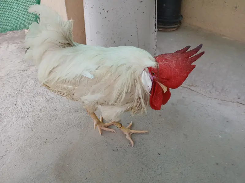 Aseel murga for sale — photo 3