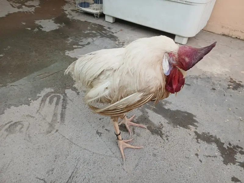 Aseel murga for sale — photo 4