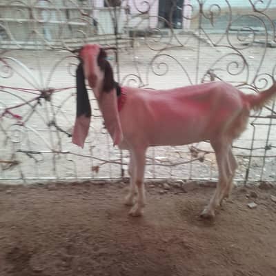 Kamori Female path goat