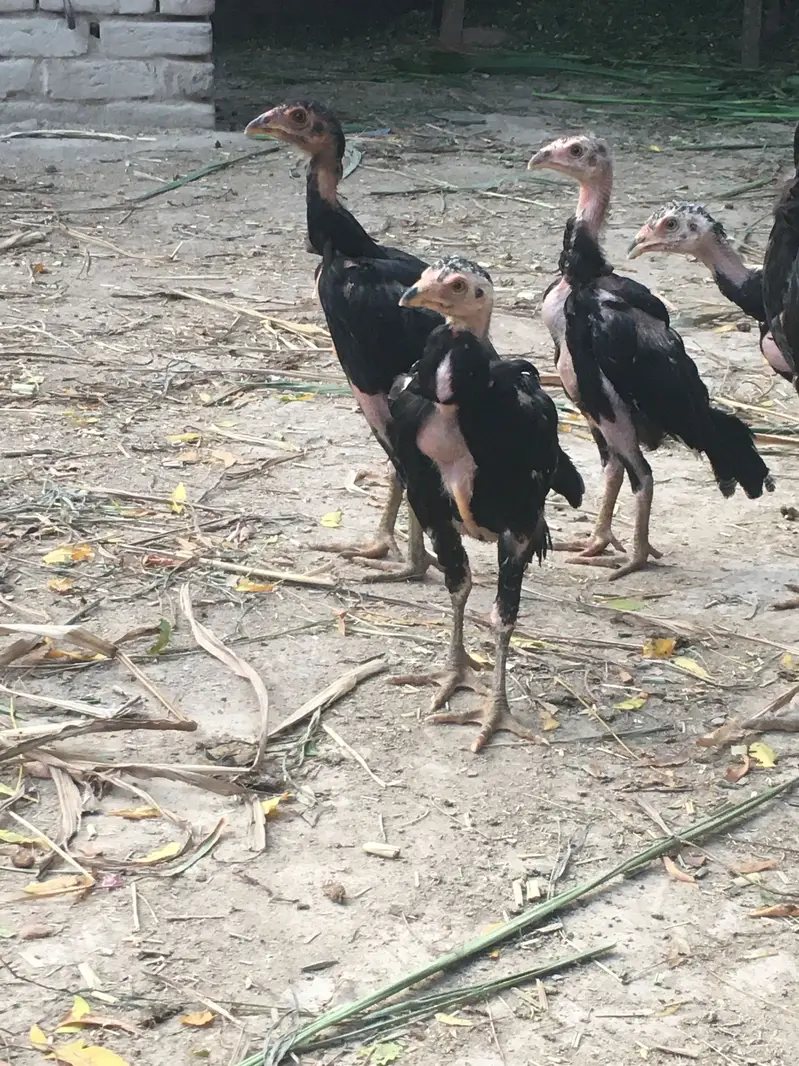 Aseel chick — photo 3