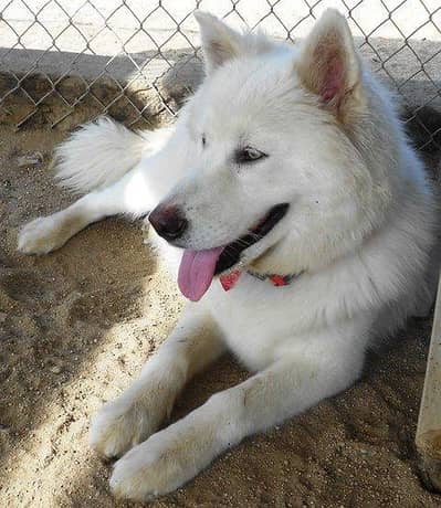 white husky Pure