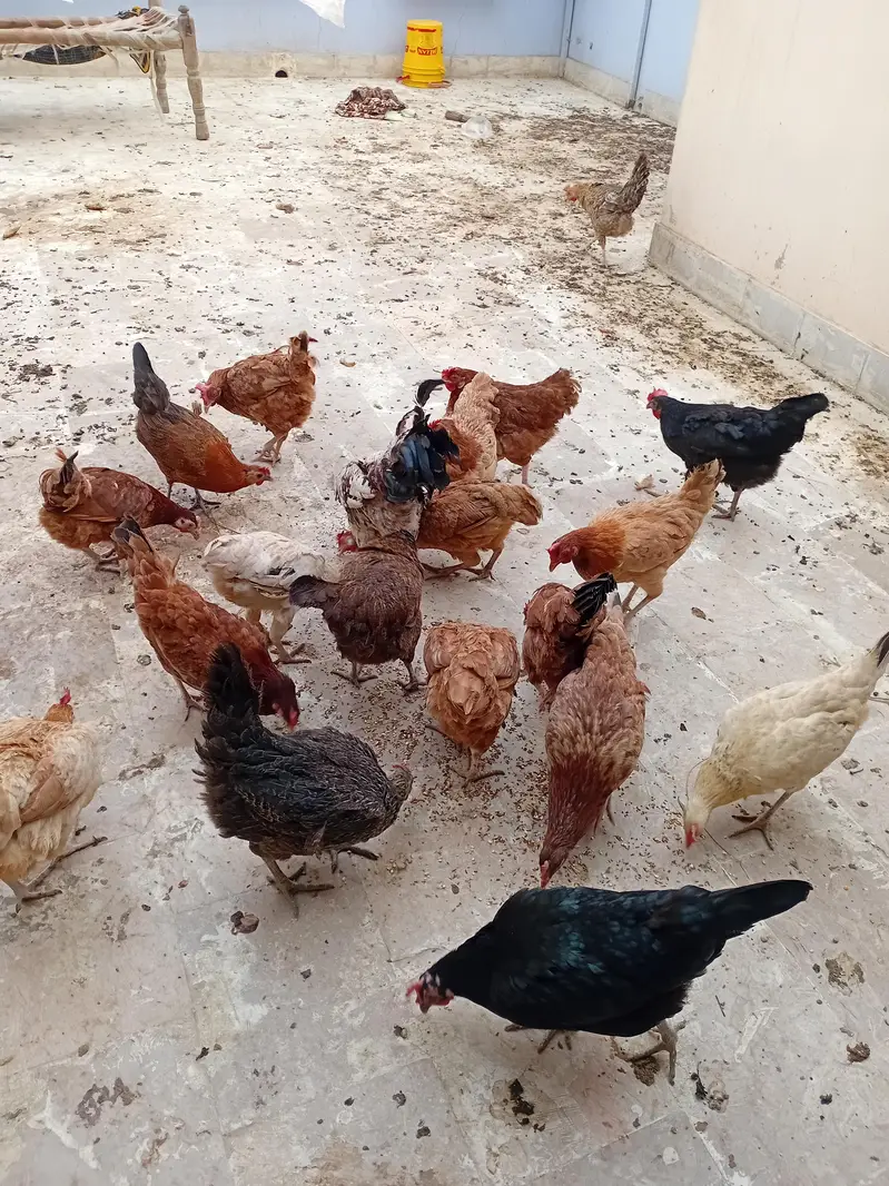sher zaman — photo 3