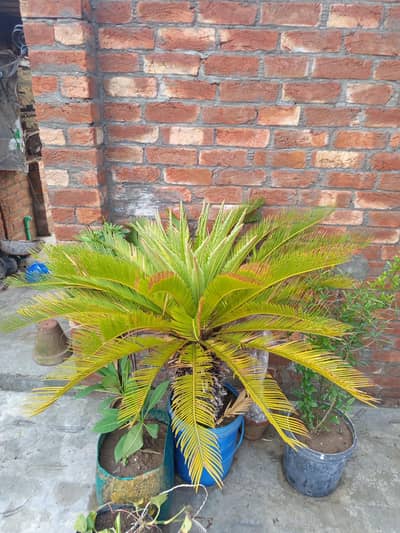 kangi palm