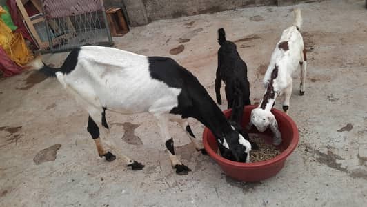 bakri with 2 females