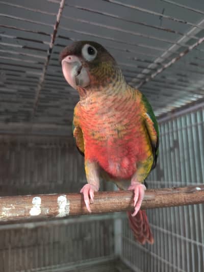 Mashallah high red factor yellow sided conure non dna piece