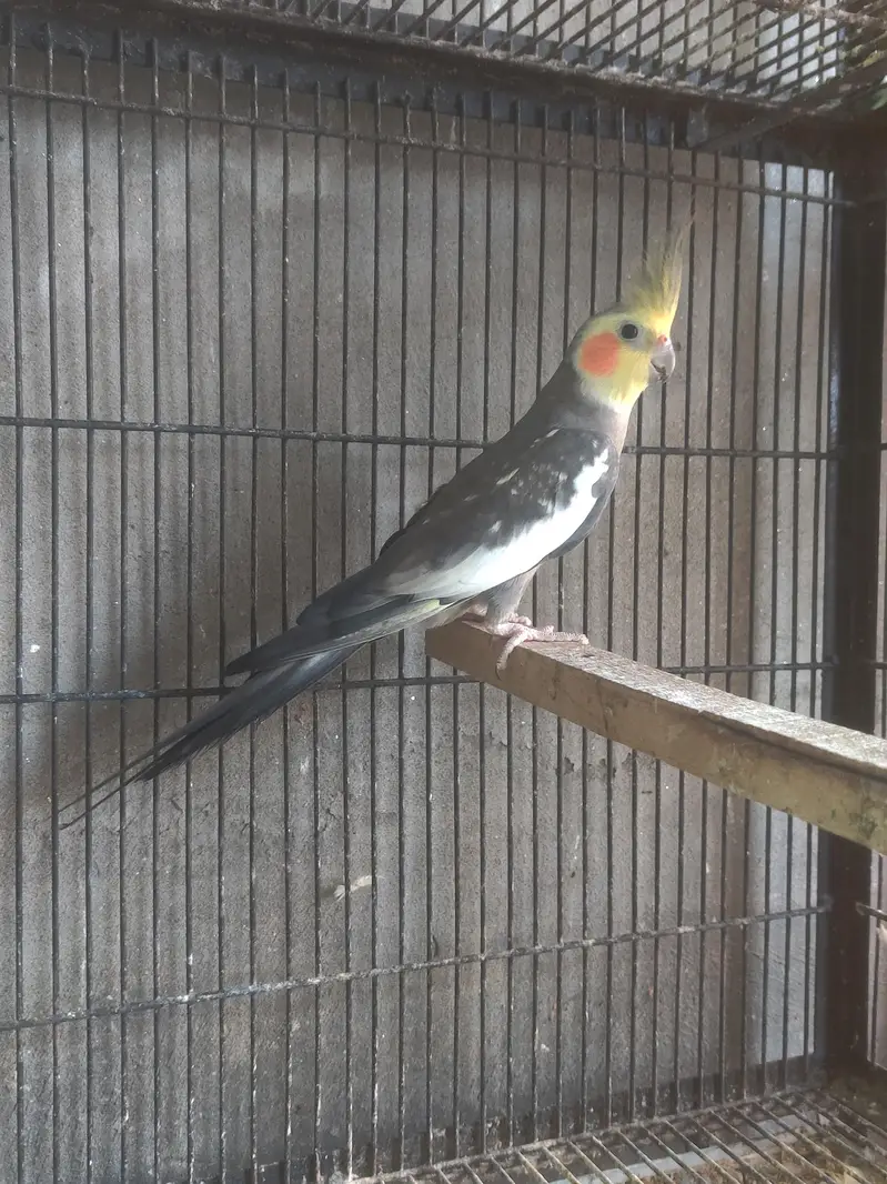 Mashallah high red factor yellow sided conure non dna piece — photo 2