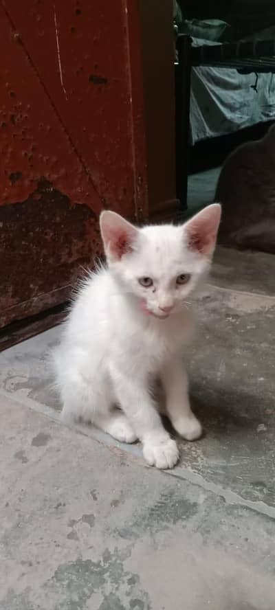 Cute White Persian