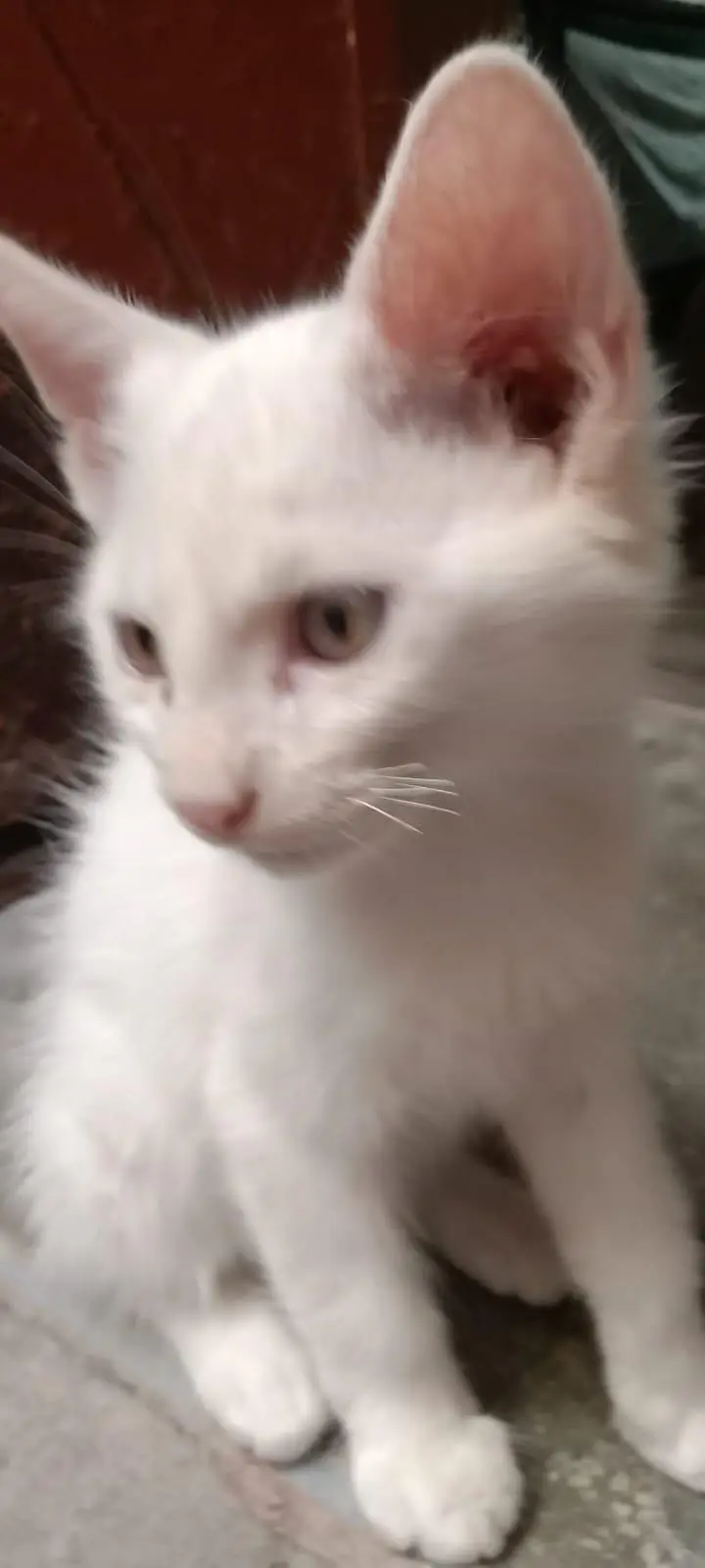 Cute White Persian — photo 2