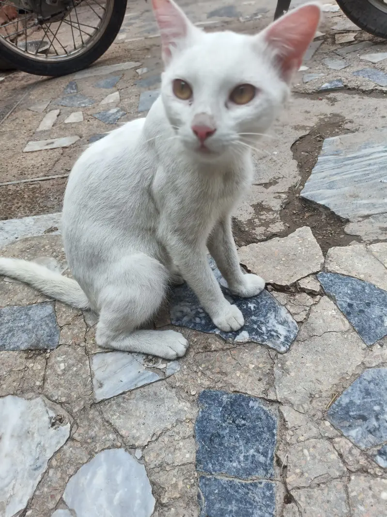 03149214455 jis ku chahiyi cal karu guzara hu jaye ga — photo 3