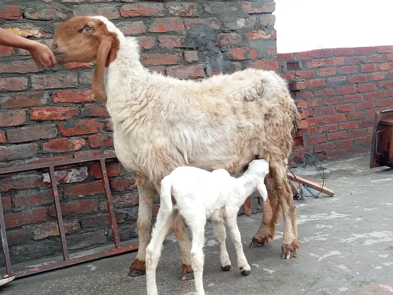 Bhair with Female kid and Barbara bakra — photo 2