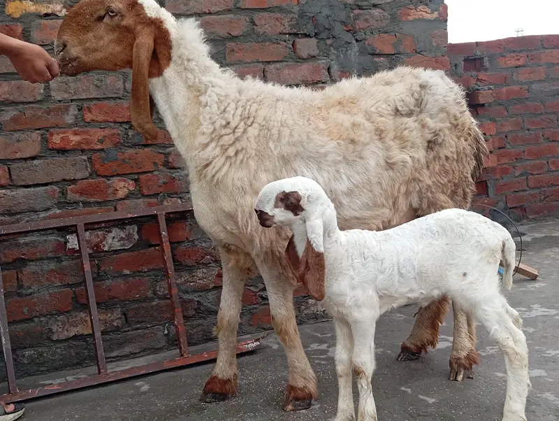 Bhair with Female kid and Barbara bakra — photo 3