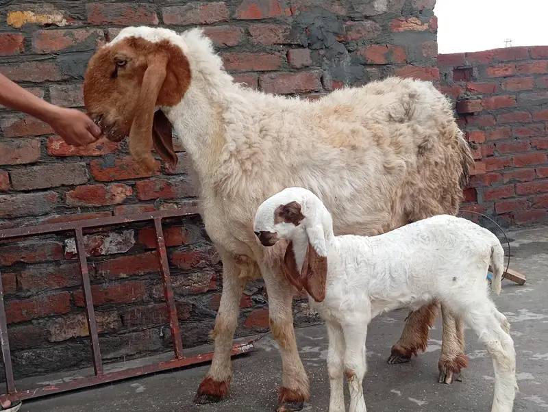 Bhair with Female kid and Barbara bakra — photo 4