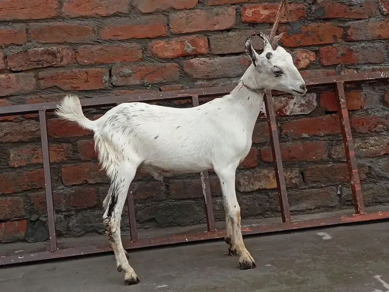 Bhair with Female kid and Barbara bakra — photo 5
