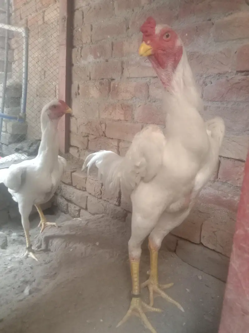 oh shamo eggs — photo 5