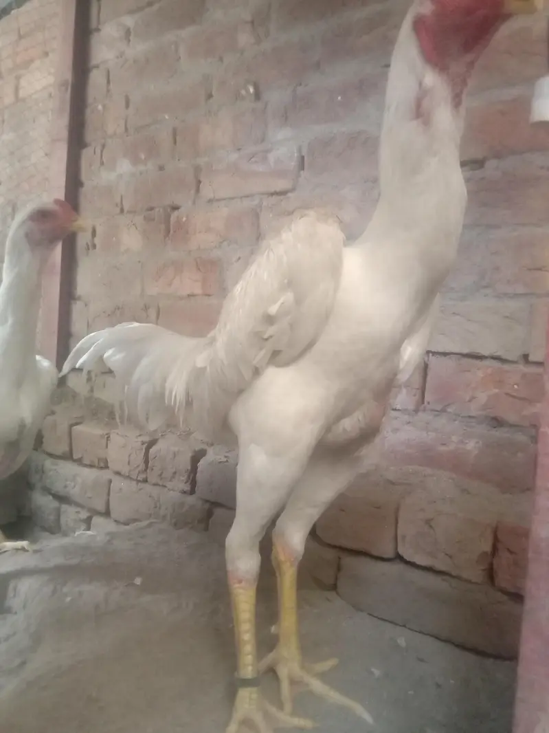 oh shamo eggs — photo 7