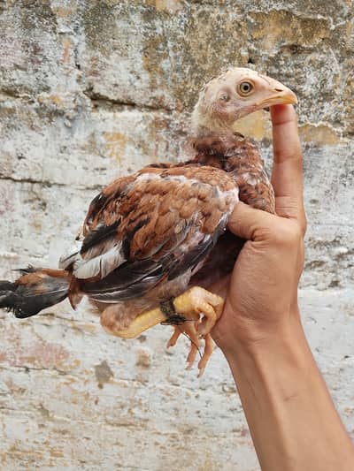 High quality aseel chicks
