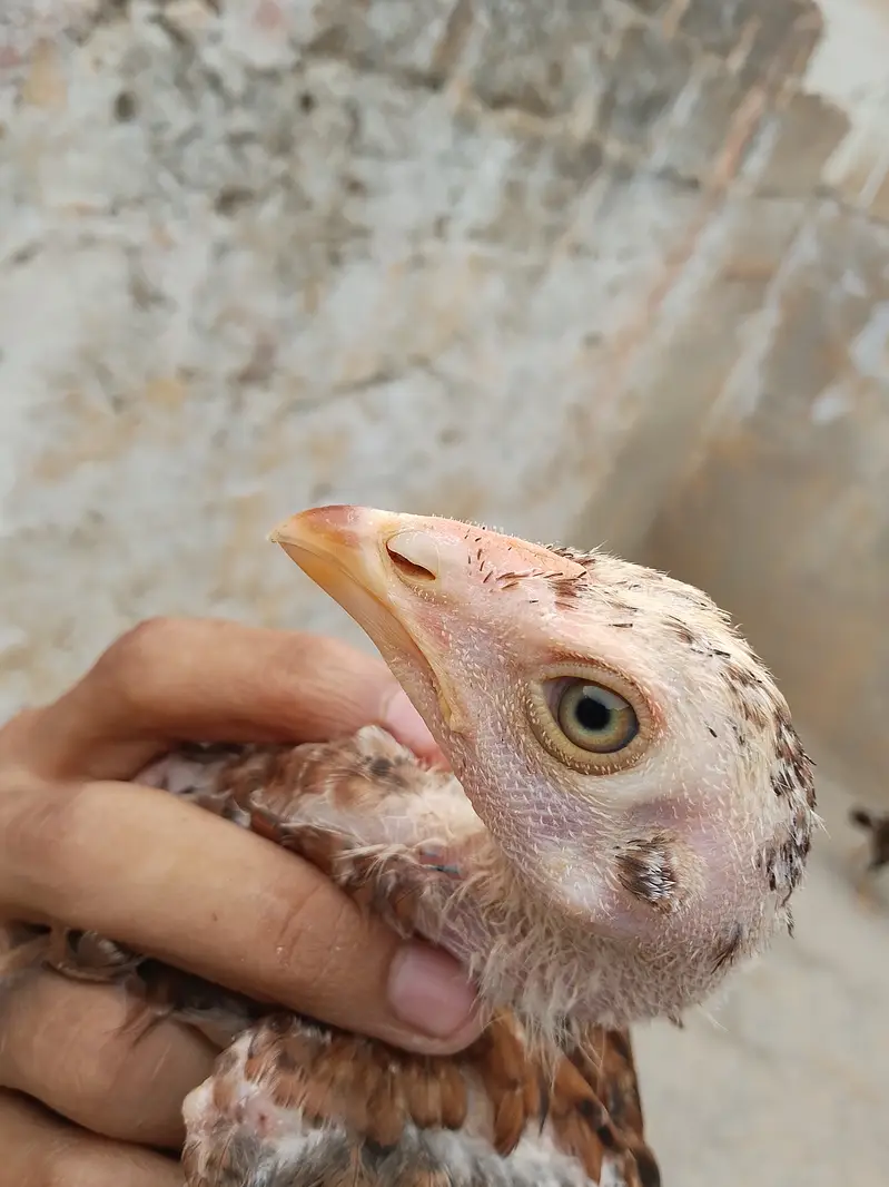 High quality aseel chicks — photo 2
