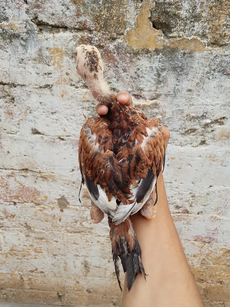 High quality aseel chicks — photo 3