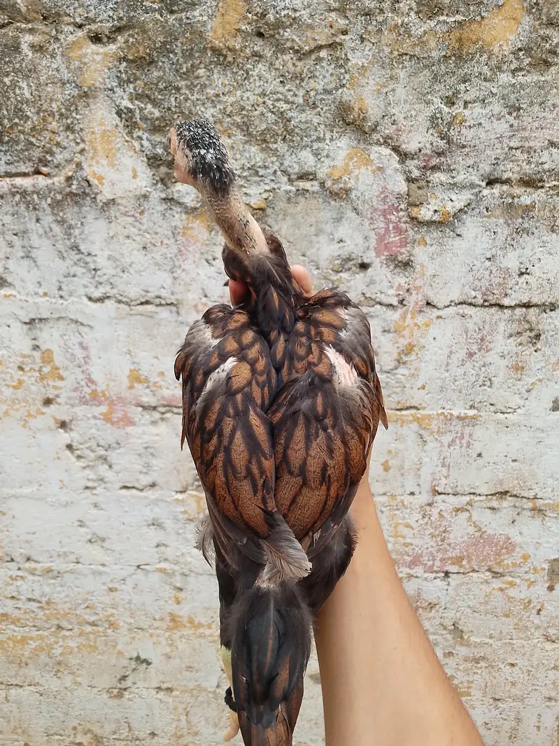 High quality aseel chicks — photo 4
